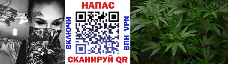 Бошки Шишки семена  закладка  Струнино 